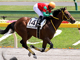 マイネルユキツバキ(2歳新馬)