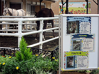 乗馬の展示コーナー