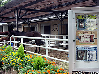乗馬の展示コーナー