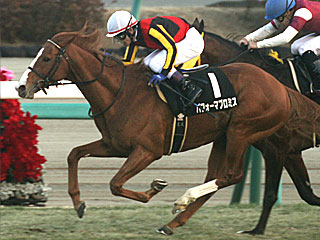 パフォーマプロミス(グレイスフルステークス)