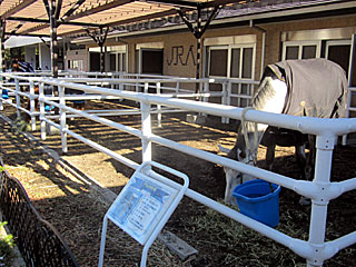 乗馬の展示コーナー