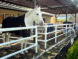 乗馬の展示コーナー