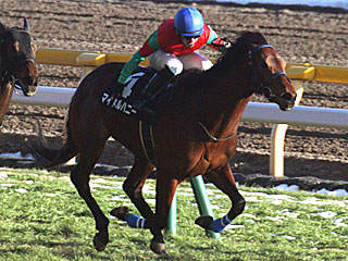 マイネルハニー(白富士ステークス)