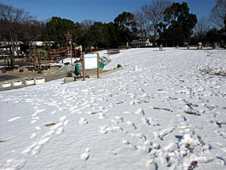 東京競馬場大雪