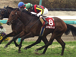 ステルヴィオ(スプリングステークス)