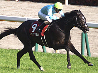 ゴーフォザサミット(青葉賞)