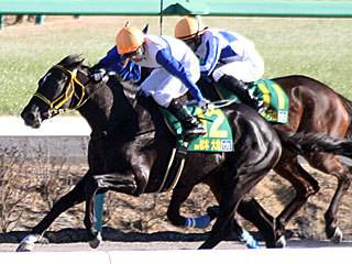 ロードゴラッソ(ヤングジョッキーズシリーズファイナルラウンド中山第2戦)