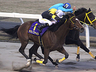 ヤマノファイト(報知オールスターカップ)