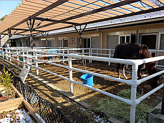 乗馬の展示コーナー