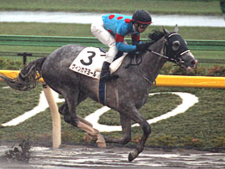 ヴィンカマヨール(2歳新馬)