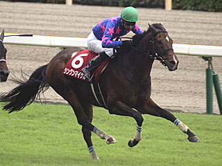 シングンマイケル(東京ハイジャンプ)