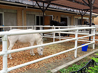 乗馬の展示コーナー
