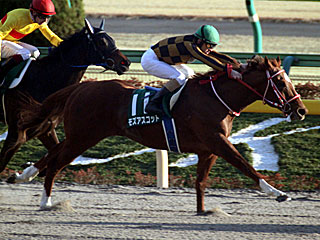 モズアスコット(根岸ステークス)