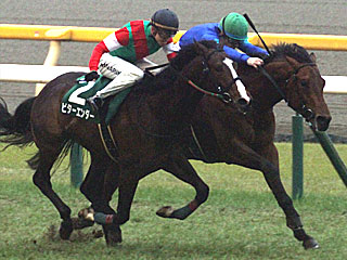 ダーリントンホール(共同通信杯)