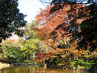 東京競馬場の紅葉