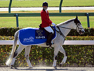 誘導馬(シュガーヒル)