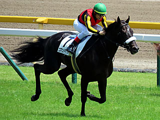 コマンドライン(2歳新馬)