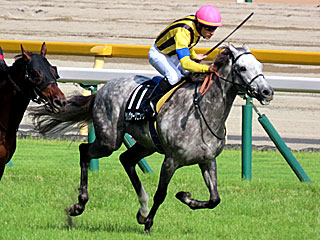 シルヴァーソニック(ジューンステークス)