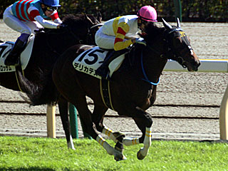 デリカテス(2歳新馬)