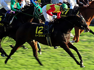 ハーフバック(オーロカップ)