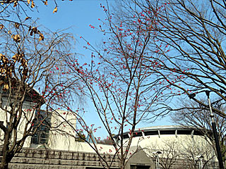 近代競馬150周年記念天皇皇后両陛下行幸啓記念植樹＠東京競馬場