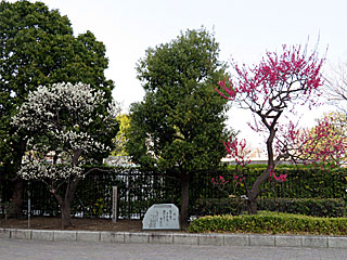 東京馬主協会創立50周年記念植樹