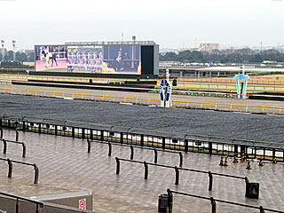 東京競馬場