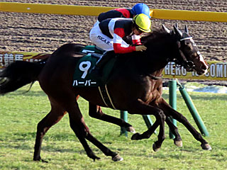 ハーパー(クイーンカップ)