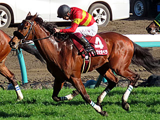 ベラジオオペラ(スプリングステークス)