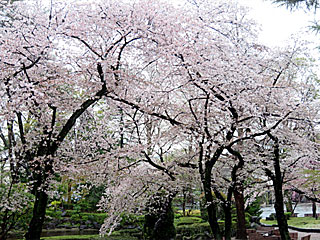 日本庭園の桜＠東京競馬場
