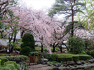 日本庭園の桜@東京競馬場